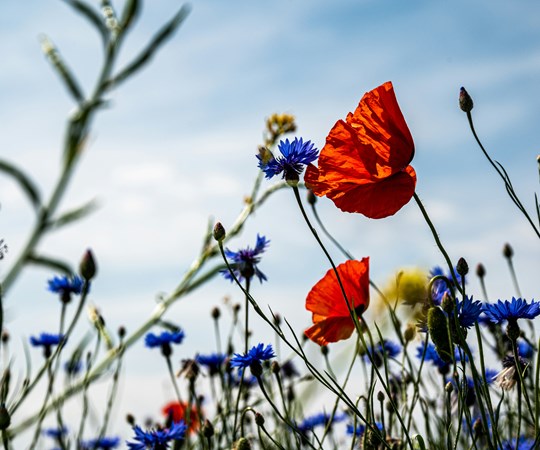 Søg Kulturministeriets pulje til lokal folkeoplysning